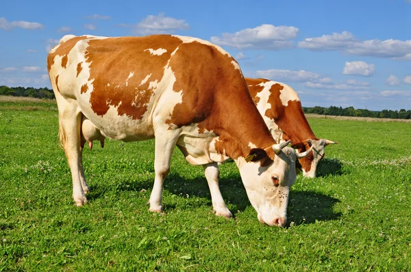 Krávy na letní pastvině — Stock fotografie