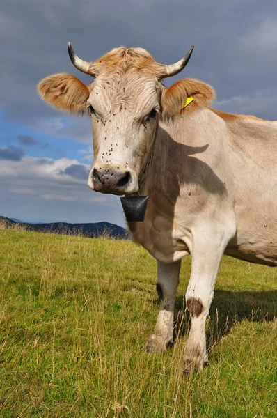 stock image Cow on a summer mountain pasture