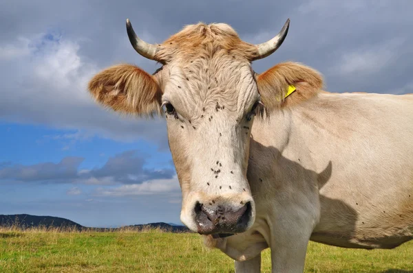 stock image Head of a cow