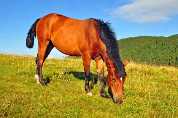 Кінь на літньому гірському пасовищі — стокове фото