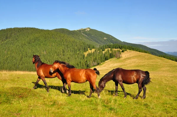 Άλογα σε ένα καλοκαίρι θερινούς βοσκότοπους — Φωτογραφία Αρχείου
