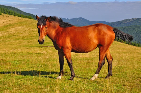 Caballo en un pasto de montaña de verano —  Fotos de Stock