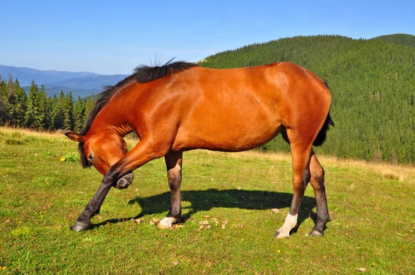 एक ग्रीष्मकालीन पर्वत चराई पर घोड़ा — स्टॉक फ़ोटो, इमेज