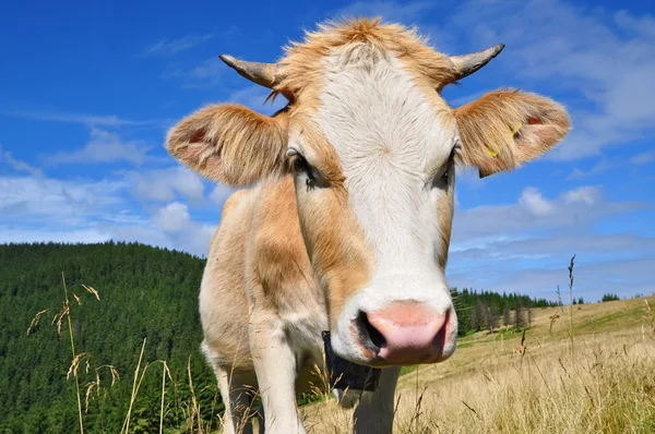 夏の山の牧草地に牛 — ストック写真