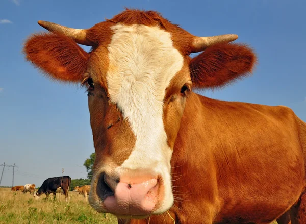 stock image Head of a cow