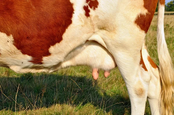 Euter einer jungen Kuh — Stockfoto