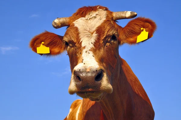 Testa di mucca — Foto Stock