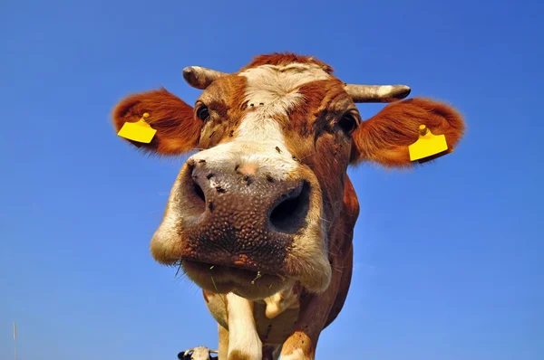 Head of a cow — Stock Photo, Image