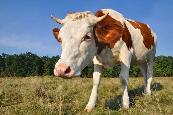 Het kalf op een zomer weiland. — Stockfoto