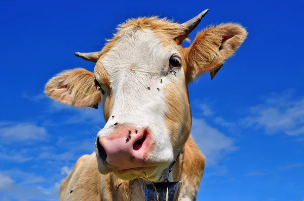 The calf on a summer mountain pasture Royalty Free Stock Photos