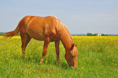 at üstünde bir yaz pasturef