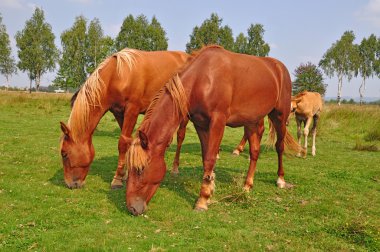 Yaz otlağında atlar