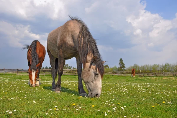 夏の牧草地で馬が — ストック写真