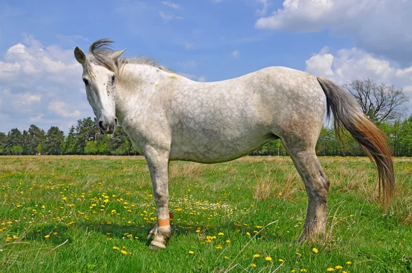 Horse on a summer pasturef — Stock Photo, Image