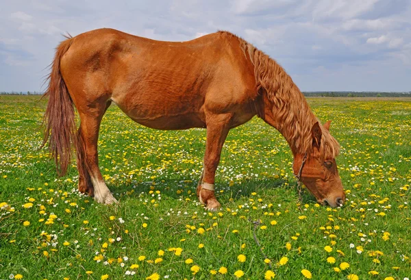 Paard op een zomer-pasturef — Stockfoto