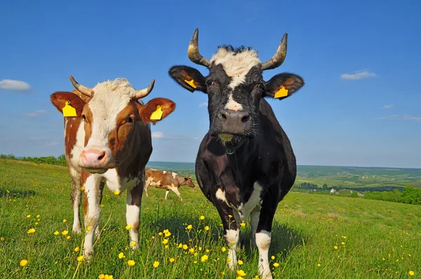 Las vacas en un pasto de verano. — Foto de Stock