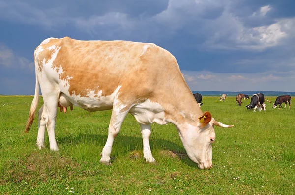 stock image Cow on a summer pasture.