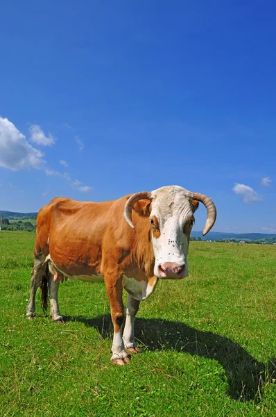 stock image Cow on a summer pasture.