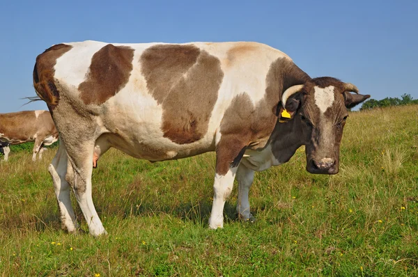 Корова на літньому пасовищі . — стокове фото