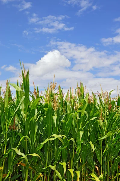 Talos verdes de milho sob nuvens — Fotografia de Stock