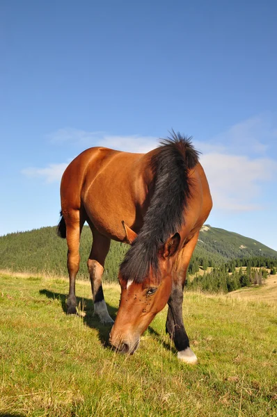 Кінь на літньому гірському пасовищі — стокове фото