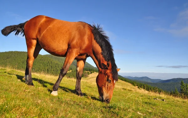 夏季高山牧场上的马 — 图库照片