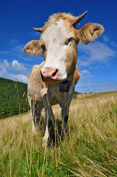 stock image The calf on a summer mountain pasture