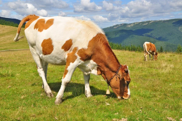 Anak sapi di padang rumput pegunungan musim panas — Stok Foto