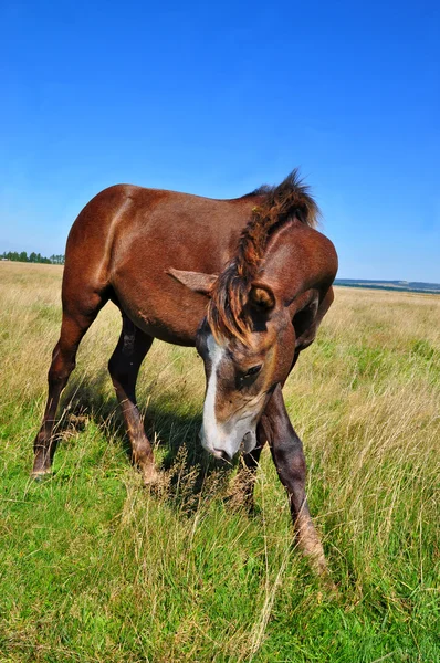 Häst på en sommar pasturef — Stockfoto