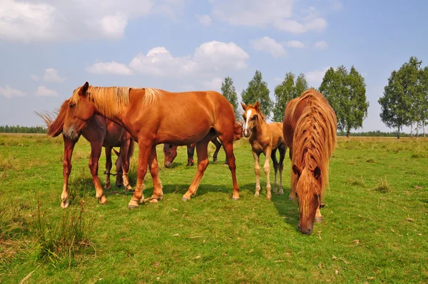 stock image Horses on a summer pasture