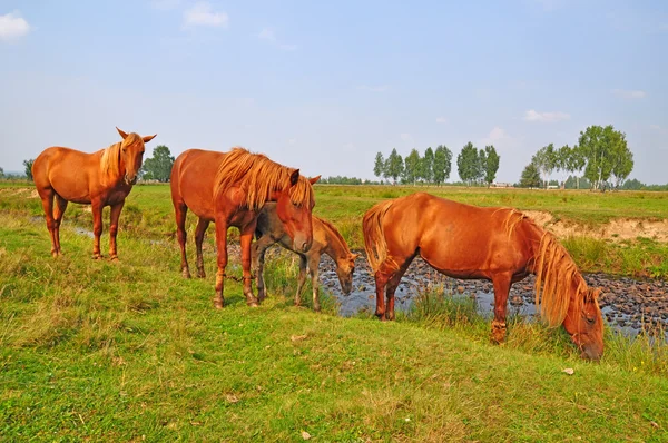 stock image Horses on a summer pasture