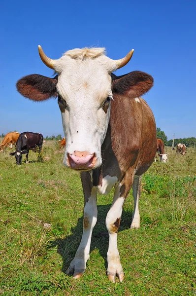 Mucche su un pascolo estivo. — Foto Stock