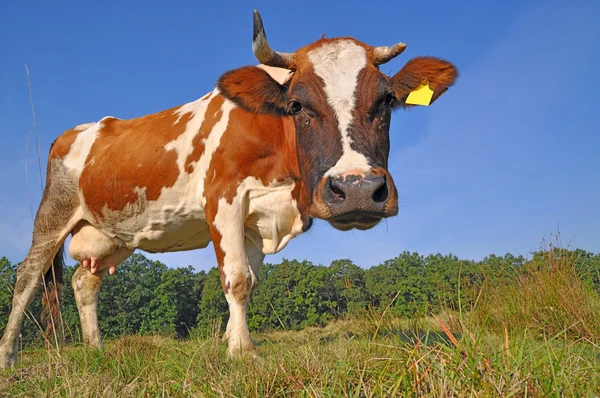 Cow on a summer pasture. — Stock Photo, Image