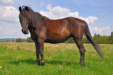 at üstünde bir yaz pasturef