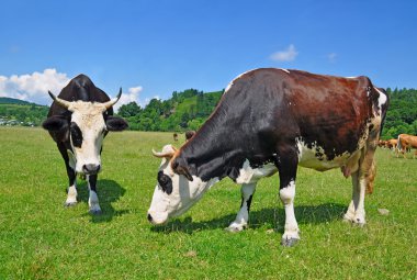 Cows on a summer pasture. clipart