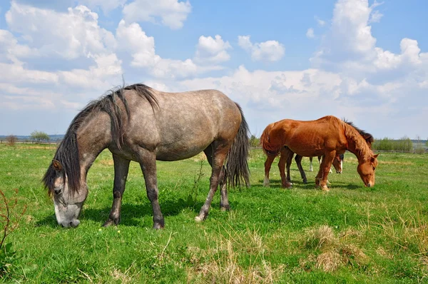 Cavalli su un pascolo estivo — Foto Stock