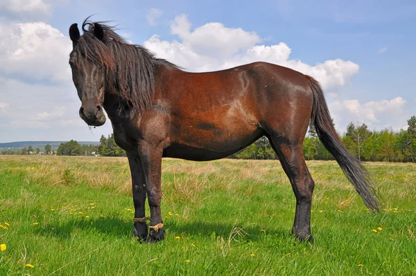Koně na letní pasturef — Stock fotografie