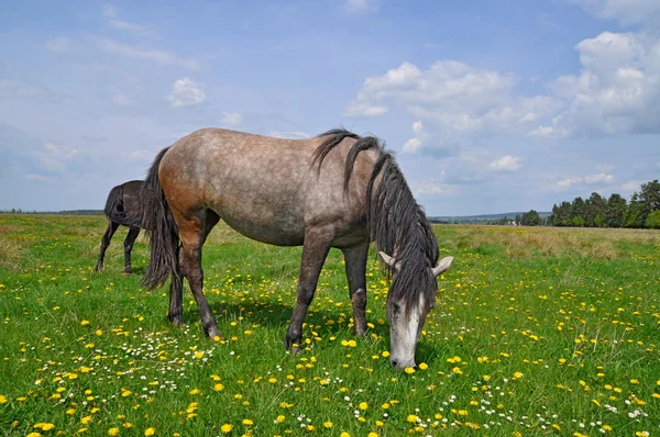 At üstünde bir yaz pasturef — Stok fotoğraf