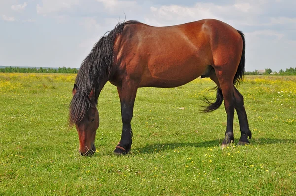 Horse on a summer pasturef — Stock Photo, Image
