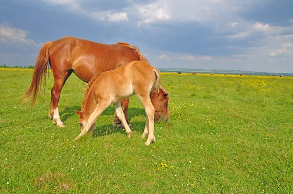 在夏天的牧场上带着母马的小牛犊. — 图库照片