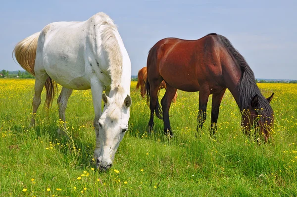 Hästar på en sommar pasturef — Stockfoto