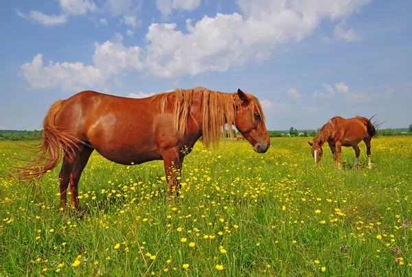 Konie na lato pasturef — Zdjęcie stockowe