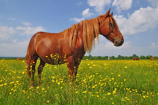 Pferd auf einer Sommerweide — Stockfoto