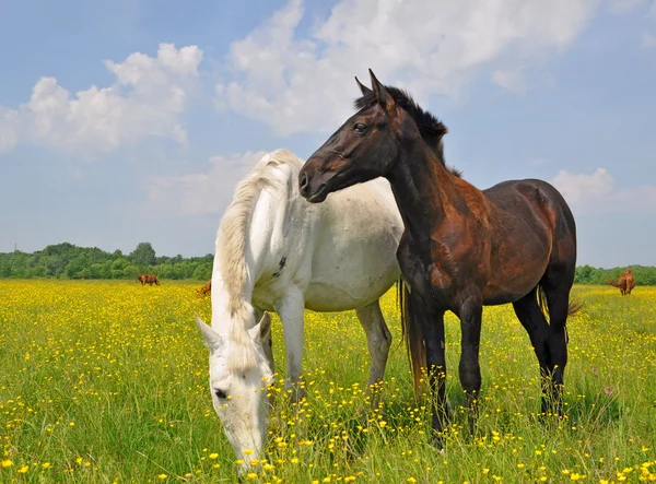 Cavalos em um pasto de verãof — Fotografia de Stock