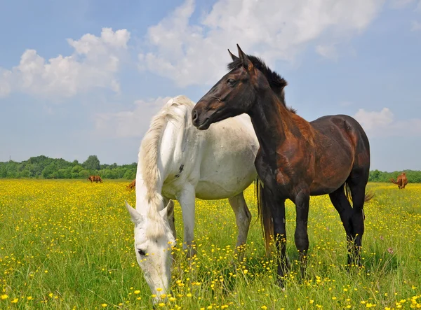 Hästar på en sommar pasturef — Stockfoto