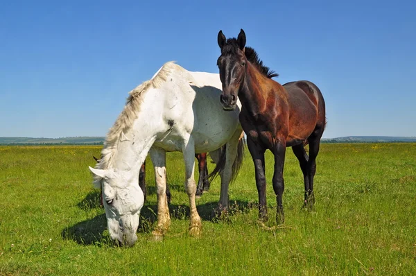 夏の pasturef 上の馬 — ストック写真