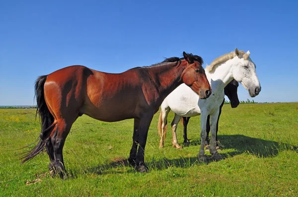 Paarden op een zomer-pasturef — Stockfoto
