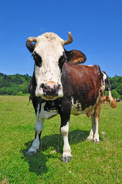 Kráva na letní pastvině. — Stock fotografie