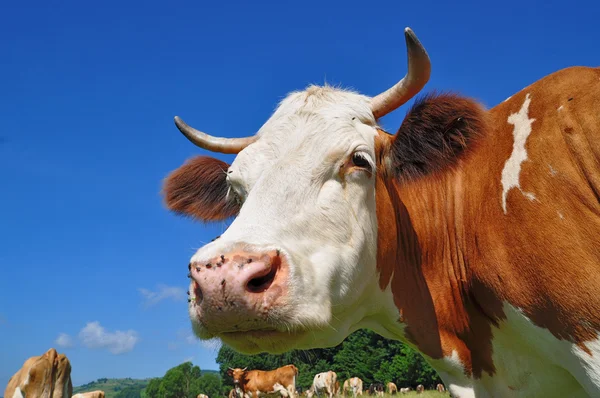Cabeça de uma vaca — Fotografia de Stock