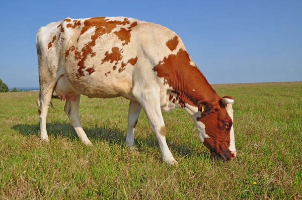 stock image Cow on a summer pasture.